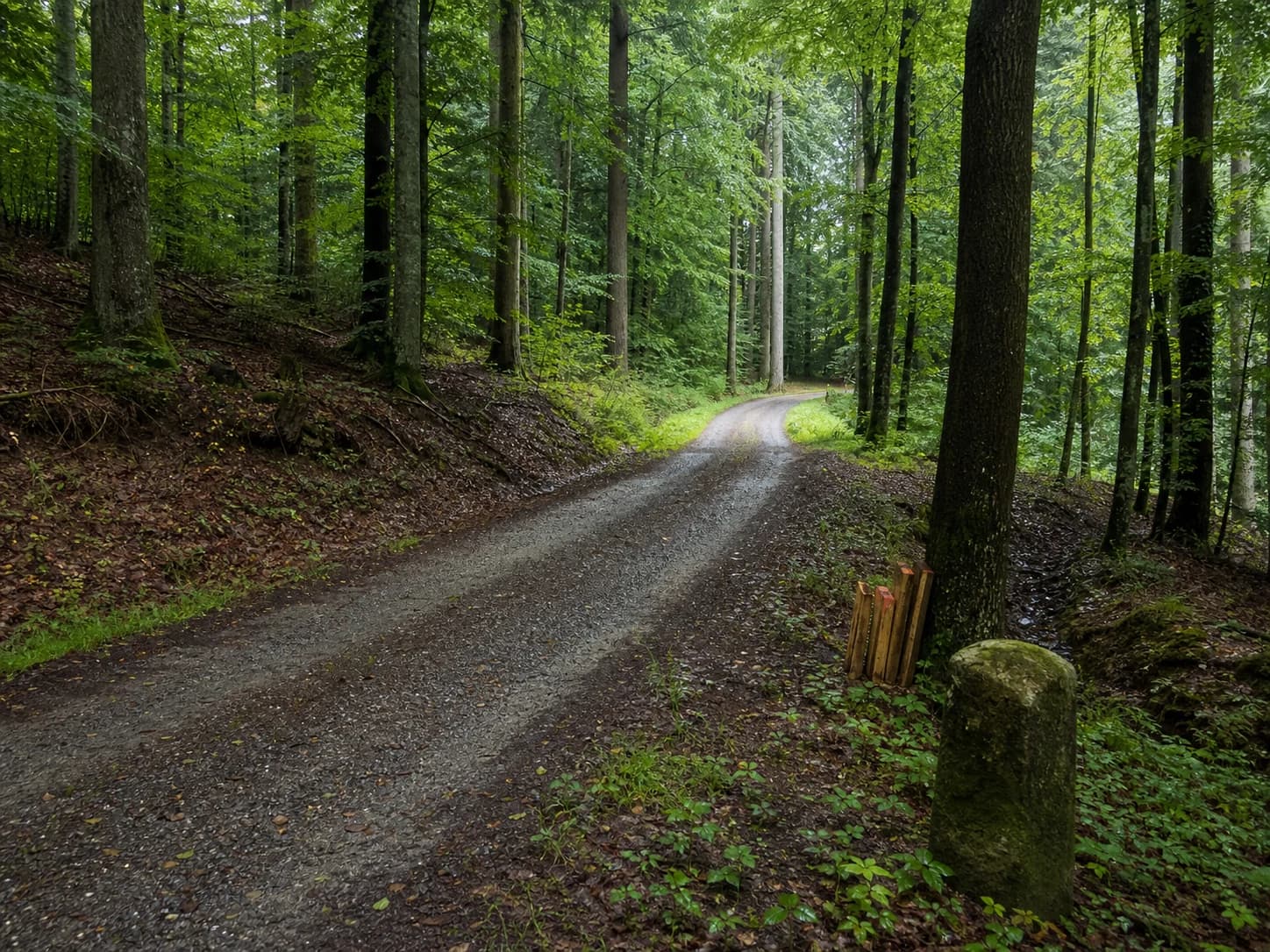 Unterhaltener Waldweg in einem betreuten Revier