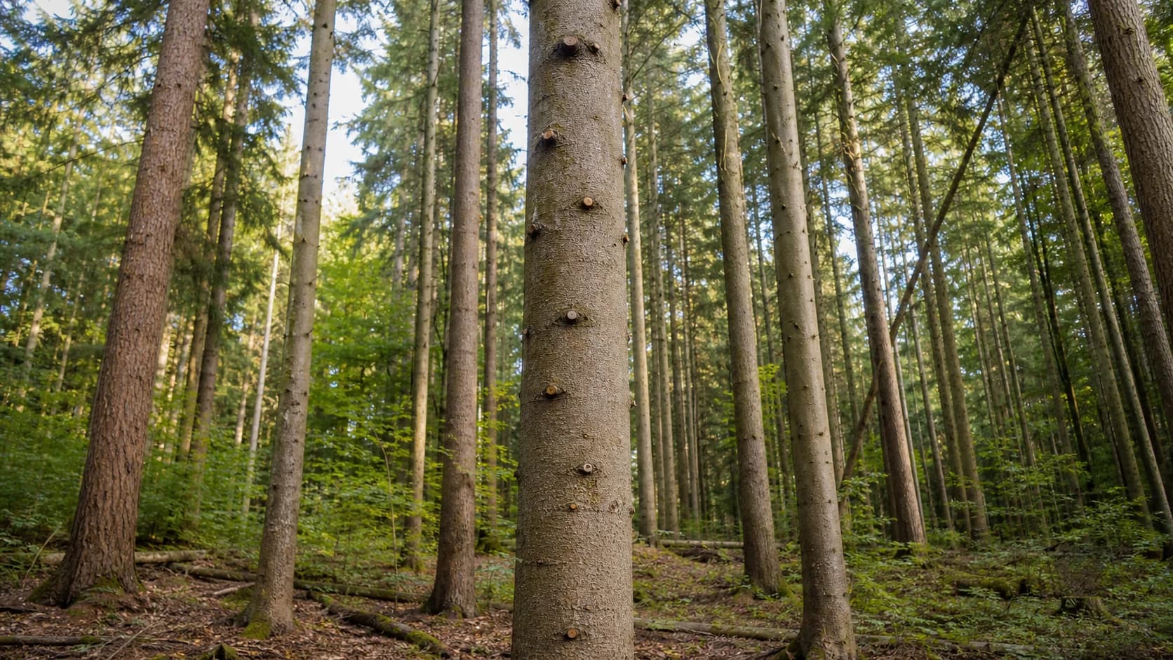 Gerade Waldbäume mit gepflegten unteren Stammabschnitten